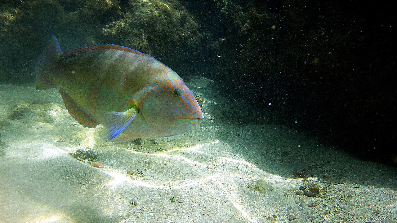 Peixe-papagaio nadando na água clara das piscinas naturais de Maragogi